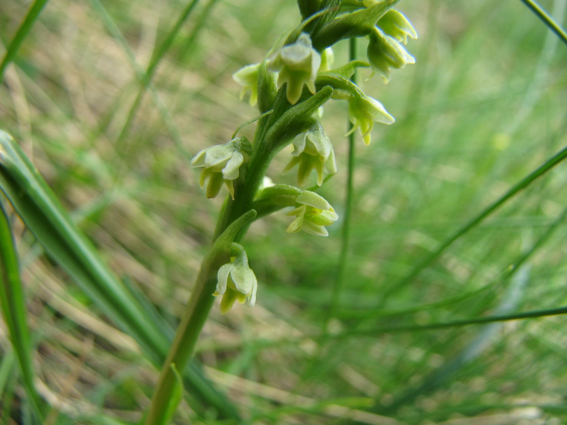 Pseudorchis albida